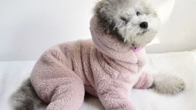🐶 댕댕이 겨울나기 꿀템! 강아지올인원깔깔이 득템 후기 (feat. 할인정보)